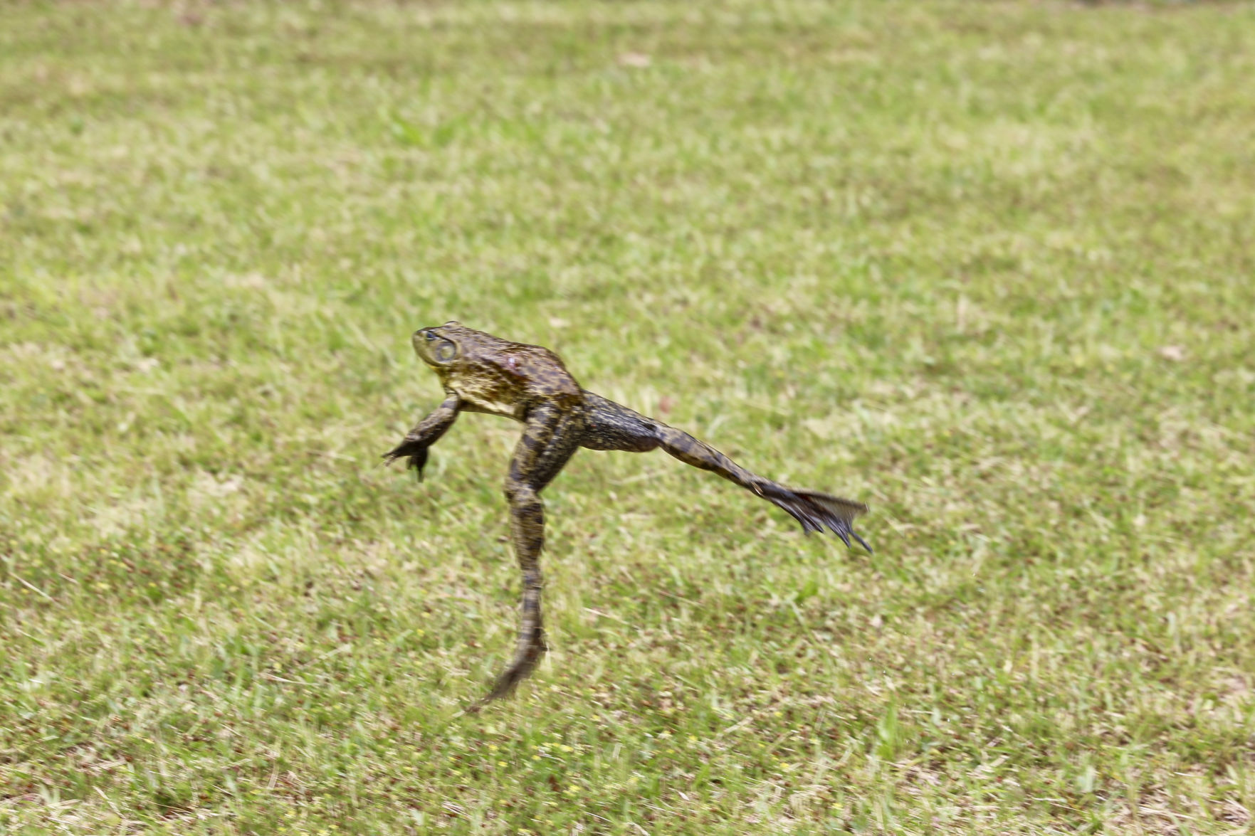 Frog Jump and Egg Strike